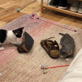 Pea -  Domestic Short Hair Cat for Adoption in Santa Rosa, California - Pea | PetCurious