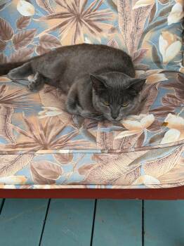 FANTA -  Domestic Short Hair Cat for Adoption in Tillsonburg, Ontario - FANTA | PetCurious