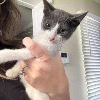 Mars -  Domestic Short Hair Cat for Adoption in Tampa, Florida - Mars | PetCurious