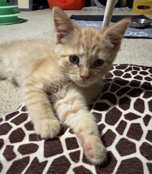 Domestic Short Hair and Tabby Cats Available for Adoption in Poplar Grove, Illinois - Mozzarella | PetCurious