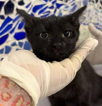 BIRDIE BISCUIT -  Domestic Short Hair Cat for Adoption in Pensacola, Florida - BIRDIE BISCUIT | PetCurious