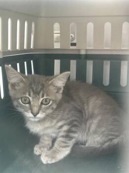 TIMON -  Domestic Short Hair Cat for Adoption in Palmetto, Florida - TIMON | PetCurious