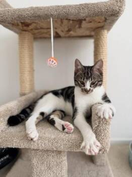Dune -  Tabby and Domestic Short Hair Cat for Adoption in San Francisco, California - Dune | PetCurious