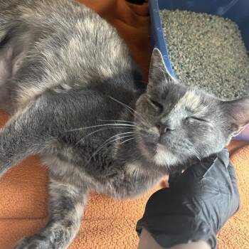 Sylvie -  Domestic Short Hair Cat for Adoption in New Fairfield, Connecticut - Sylvie | PetCurious
