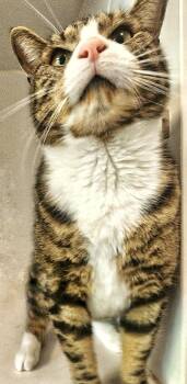 Domestic Short Hair Cats Available for Adoption in Littlestown, Pennsylvania - Meatloaf | PetCurious