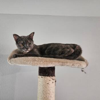 Rescue Domestic Short Hair Cats for Adoption in Dallas, Texas - Cherry | PetCurious