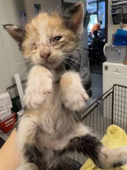 KITTEN 4 -  Domestic Short Hair Cat for Adoption in Ontario, California - KITTEN 4 | PetCurious