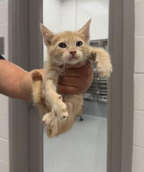 PEACHEY -  Domestic Short Hair Cat for Adoption in Indianapolis, Indiana - PEACHEY | PetCurious