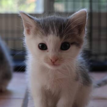 Toulouse -  Domestic Short Hair Cat for Adoption in Concord, North Carolina - Toulouse | PetCurious