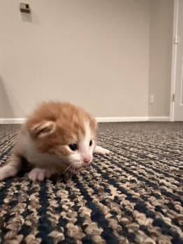 Domestic Short Hair Cats Available for Adoption in Virginia Beach, Virginia - Homer | PetCurious