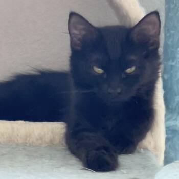 Joe -  Domestic Long Hair Cat for Adoption in Las Vegas, Nevada - Joe | PetCurious