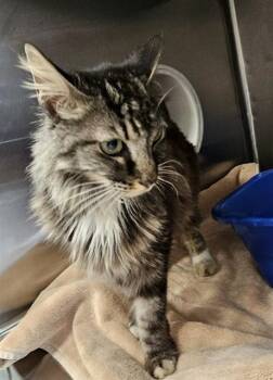 ELLA -  Domestic Long Hair Cat for Adoption - ELLA | PetCurious
