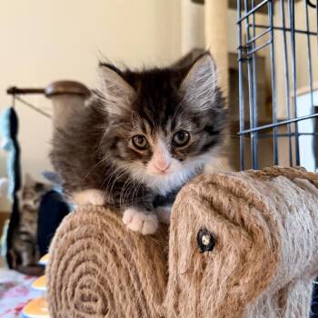 Amelia Miller -  Domestic Long Hair Cat for Adoption in Woodstock, Virginia - Amelia Miller | PetCurious