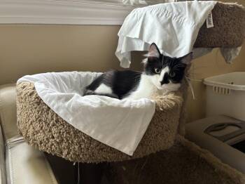 Blaze (Courtesy Post) -  Domestic Short Hair Cat for Adoption in San Jose, California - Blaze (Courtesy Post) | PetCurious