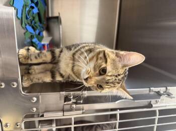 Rescue Domestic Short Hair Cats for Adoption in Saint Charles, Missouri - Beyonce | PetCurious