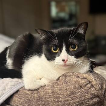 Tuxedo Cats Available for Adoption in Allen, Texas - Whisper (this Is An Oddball!) | PetCurious