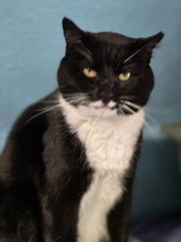Jeeves -  Domestic Short Hair Cat Available for Adoption in Flint Hill, Virginia - Jeeves | PetCurious