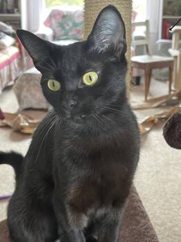 Rescue Extra Toes Cat Hemingway Polydactyl Cats for Adoption in Springfield, Oregon - Pollyanna | PetCurious