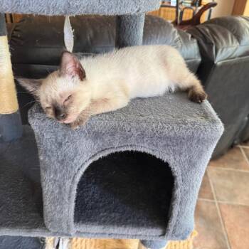 Tai -  Siamese Cat for Adoption in Bulverde, Texas - Tai | PetCurious