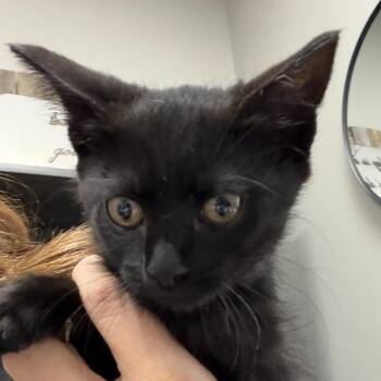 Domestic Short Hair Cats Available for Adoption in Midland, Texas - Frankie | PetCurious