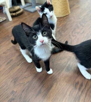 Peppermint -  Domestic Short Hair Cat for Adoption in Howes Cave, New York - Peppermint | PetCurious