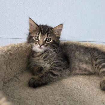 Bobby Pin -  Domestic Short Hair Cat for Adoption in Pontiac, Illinois - Bobby Pin | PetCurious
