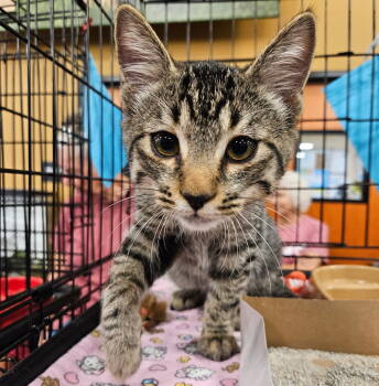 Rescue Tabby Cats for Adoption in Plano, Texas - Gandar | PetCurious