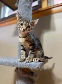 Amy (Moth) -  Domestic Medium Hair Cat for Adoption in Chicago, Illinois - Amy (Moth) | PetCurious
