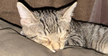 Rescue Domestic Short Hair Cats for Adoption in Tampa, Florida - Comet | PetCurious