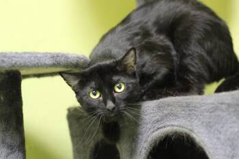 Domestic Short Hair Cats Available for Adoption in Ottumwa, Iowa - Dill | PetCurious