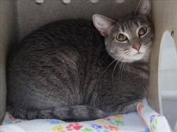 Domestic Short Hair Cats Available for Adoption in Tulsa, Oklahoma - NYX | PetCurious