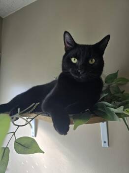 Teddy -  Domestic Short Hair Cat for Adoption in Plain City, Ohio - Teddy | PetCurious