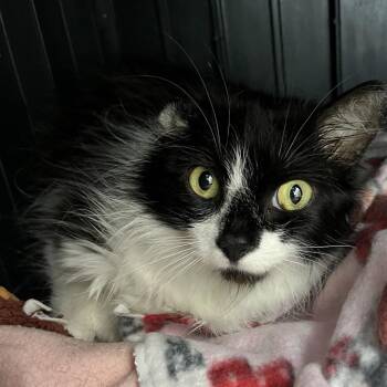 Hunny -  Domestic Long Hair Cat for Adoption in Fort Wayne, Indiana - Hunny | PetCurious