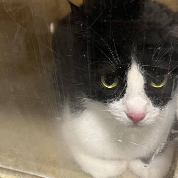LiLi -  Domestic Short Hair Cat for Adoption in Philadelphia, Pennsylvania - LiLi | PetCurious