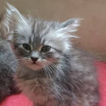 Maine Coon and Calico Cats Available for Adoption in Brampton, Ontario - Mada | PetCurious