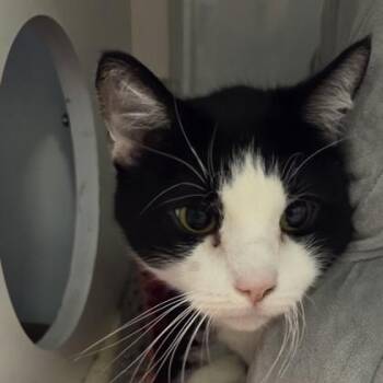 Remi -  Domestic Short Hair Cat Available for Adoption in Voorhees Township, New Jersey - Remi | PetCurious