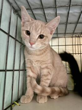 Rescue Domestic Short Hair Cats for Adoption in Memphis, Tennessee - Pinky | PetCurious