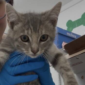 Domestic Short Hair Cats Available for Adoption in Edinburg, Texas - Primrose | PetCurious