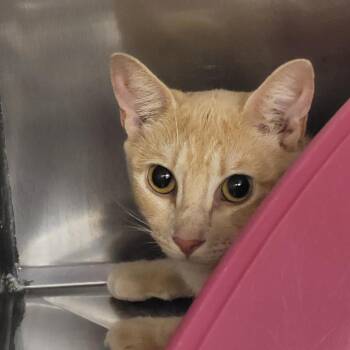 Crumble -  Domestic Short Hair Cat for Adoption in Lake Panasoffkee, Florida - Crumble | PetCurious