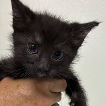 Tortilla -  Domestic Short Hair Cat for Adoption in Gainesville, Florida - Tortilla | PetCurious