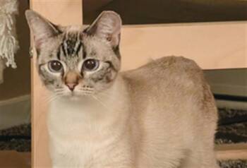 Domestic Short Hair Cats Available for Adoption in Las Vegas, Nevada - SANDY | PetCurious