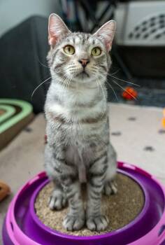 Huddle (Cocoa) Super Sweet and Gentle Loving Kitty Cat Silver Ta -  Domestic Short Hair Cat for Adoption in Port Orange, Florida - Huddle (Cocoa) Super Sweet And Gentle Loving Kitty Cat Silver Ta | PetCurious