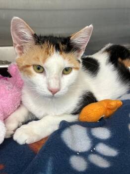 Calico Cats Available for Adoption - Leigh | PetCurious