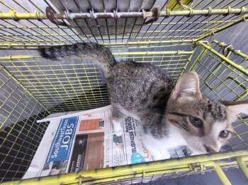 PARKER -  Domestic Short Hair Cat for Adoption in San Antonio, Texas - PARKER | PetCurious