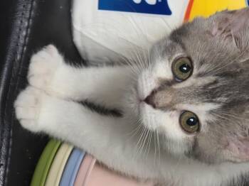 Taylor -  Domestic Short Hair Cat for Adoption in Battle Creek, Michigan - Taylor | PetCurious