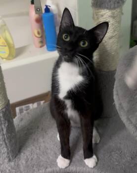 Mae -  Tuxedo and Domestic Short Hair Cat for Adoption in Miami, Florida - Mae | PetCurious