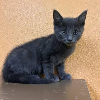 Domestic Short Hair Cats Available for Adoption in Fresno, California - Edward | PetCurious