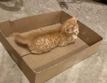 Rescue Domestic Short Hair Cats for Adoption in Lawrenceville, Georgia - Em | PetCurious