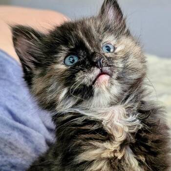 A1048152 Trixie -  Domestic Short Hair Cat for Adoption in Pleasant Hill, California - A1048152 Trixie | PetCurious