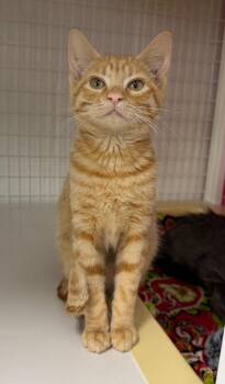 26-39 Winifred -  Domestic Short Hair Cat for Adoption in St. Helens, Oregon - 26-39 Winifred | PetCurious